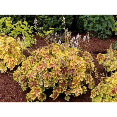 Heucherela Solar Eclipse - Heucherella, kont. 0,5 l