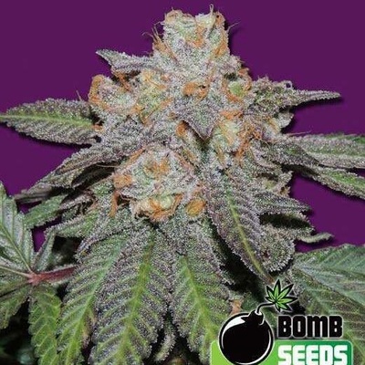 Bomb Seeds Cherry Bomb AUTO semena neobsahují THC 10 ks