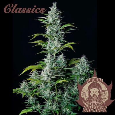 Buddha Seeds AUTO Critical semena neobsahují THC 10 ks
