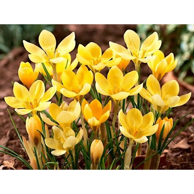 Krokus botanický Romance 20 ks v balení