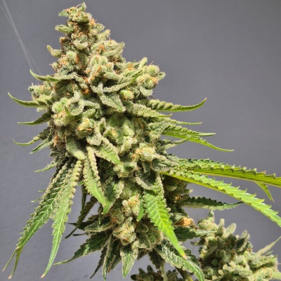Vision Seeds Strawberry Haze Auto semienka neobsahujú THC 3 ks