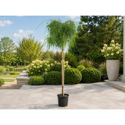 Tuja západná Filiformis na kmienku, výška 170-180 cm, kvetináč 7,5-10 l