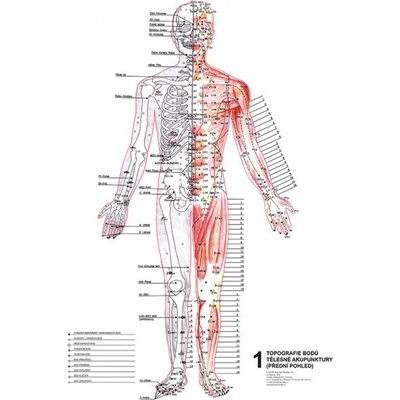 Vydavateľstvo Poznání Anatomické plagáty - Topografia Aku bodov, 3ks 47 x 63 cm