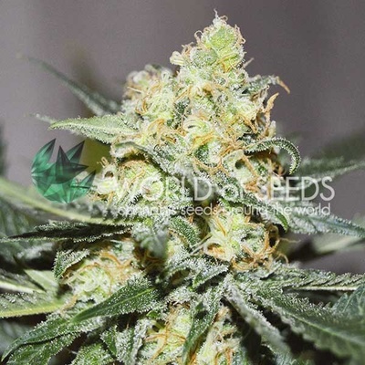 WOS Afghan Kush x Skunk 0 % THC 7 ks Balenie: 12 ks