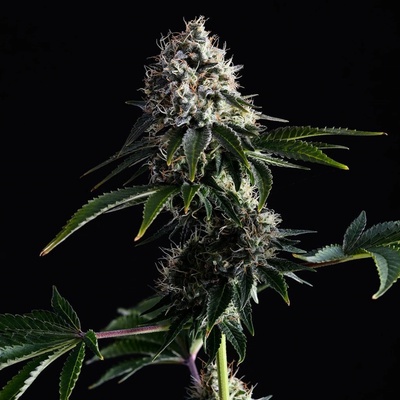 Kannabia Seeds Swiss Dream CBD semena neobsahují THC 10 ks