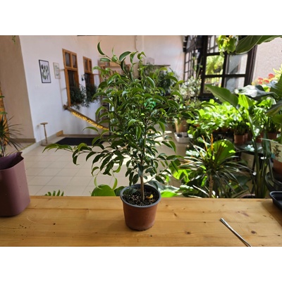 PlanBros flower Ficus benjamina