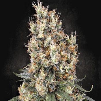Paradise Seeds Mendocino Skunk semena neobsahují THC 50 ks