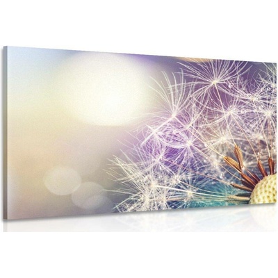Obraz detailní pohled na pampelišku - 120x80