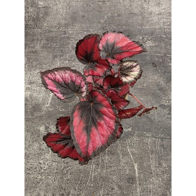 Begonia Red Kiss mini