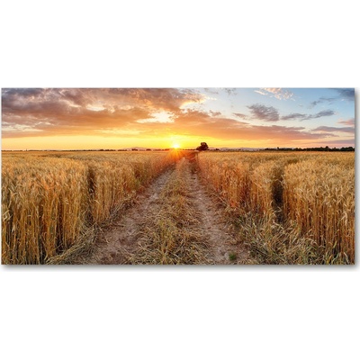 Fotoobraz na skle pole pšenice 100x50 cm