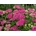 Rebríček Appleblossom