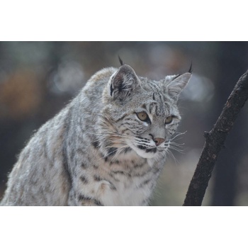 DIMEX ART s. r. o Флизелинов фототапет канадски рис 375 x 250 см