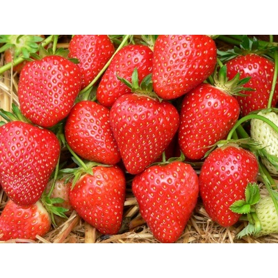 Jahoda 'Malwina' 12 ks neskorá Sazenice: Frigo sadba "A" štandard 12 ks