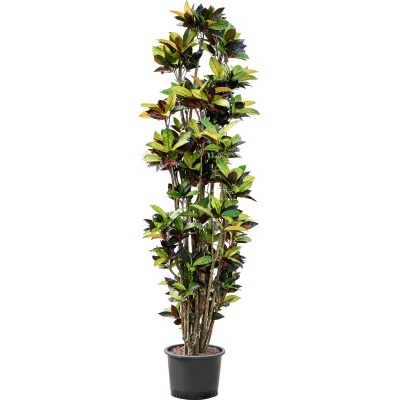 Croton (codiaeum) variegatum iceton 45x225 cm
