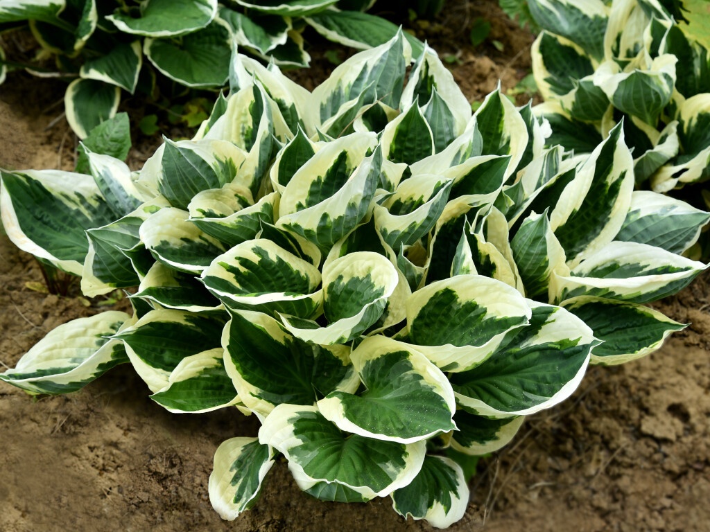 Hosta Minute Man