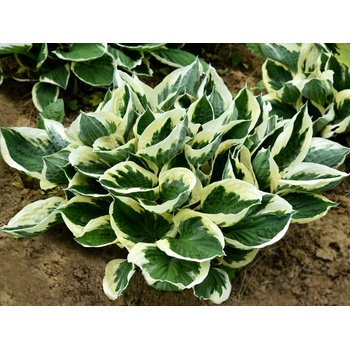 Hosta Minute Man