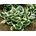 Hosta Minute Man