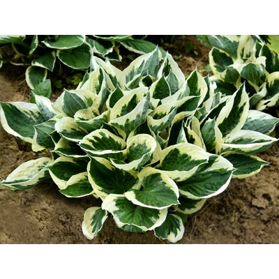 Hosta Minute Man