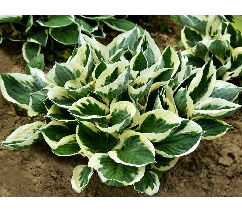 Hosta Minute Man