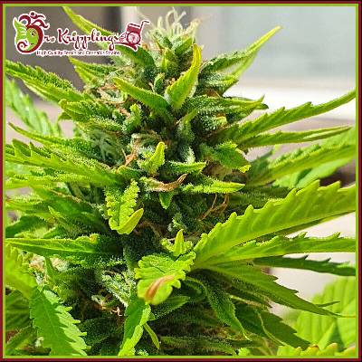 Dr. Krippling Seeds Banana Kick Auto semienka neobsahujú THC 1 ks