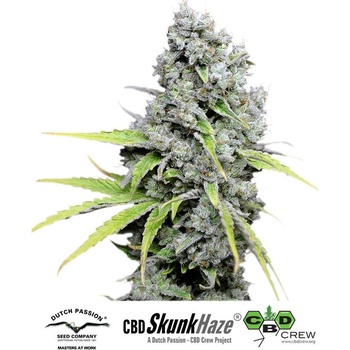 Dutch Passion CBD Skunk Haze semena neobsahují THC 5 ks