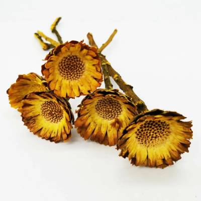 Compacta rosette yellow - 20 ks
