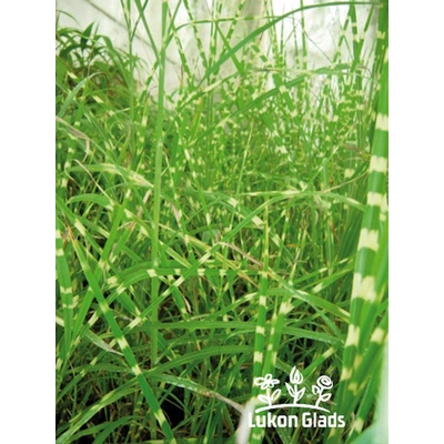 Miscanthus sinensis ZEBRINUS - ozdobnice čínská