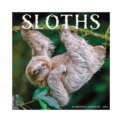 Sloths 12 X 12 Wall 2026