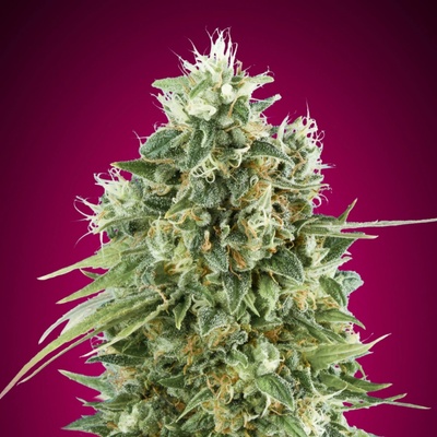 00 Seeds Bank Bubble Gum CBD semena neobsahují THC 5 ks
