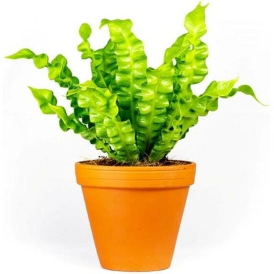 Gardners Asplenium Crispy Wave, průměr 12 cm Sleziník