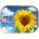 Gespaensterwald Картичка в консерва Gespaensterwald - Sunflower (110)