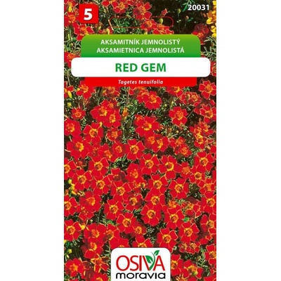 Aksamitník jemnolistý Red gem