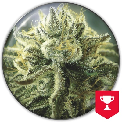 Medical Seeds Co. Canadian Kush 2.0 semienka neobsahujú THC 3 ks