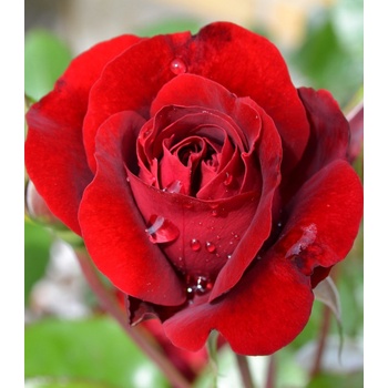 Ruža veľkokvetá kríčková červená - Rosa - voľnokorenné sadenice ruží - 1 ks