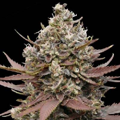 Advanced Seeds Mimosa Punch semena neobsahují THC 3 ks