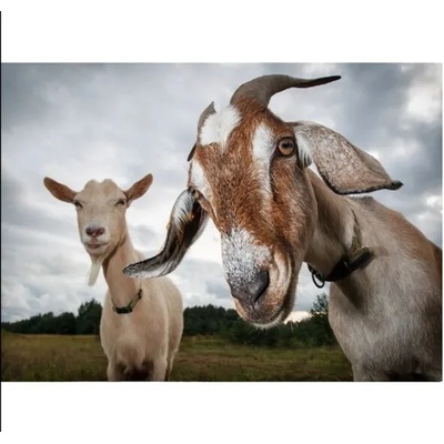 Тя и той 25/35 см