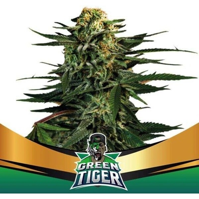 BSF Seeds Green Tiger Fast Version semena neobsahují THC 100 ks