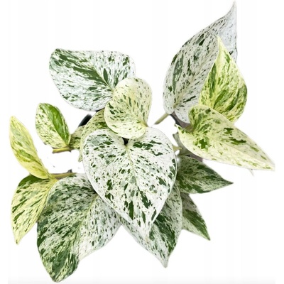 Epipremnum Marble Queen