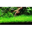 Eleocharis parvulus