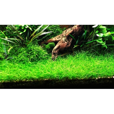 Eleocharis parvulus