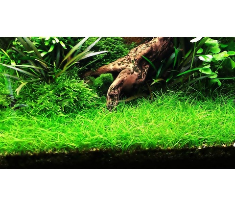Eleocharis parvulus