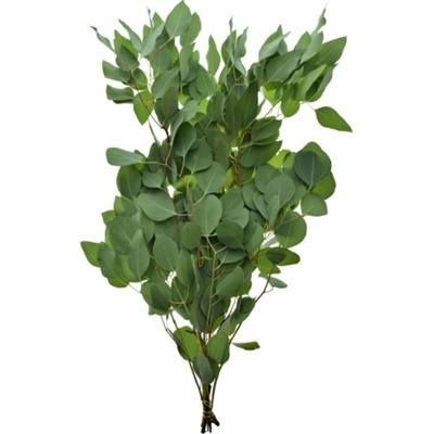 EUCALYPTUS POLYANTHEMOS 70cm/300g