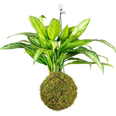 Gardners Kokedama Aglaonema Maria Christina (L) Aglaonema, Spící panna 1 ks
