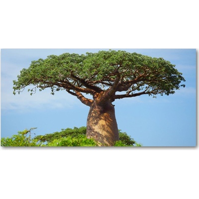 Foto obraz sklo tvrzené Baobav 100x50 cm