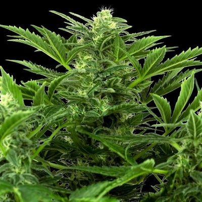Sensi Seeds Research Mandarin Punch Automatic semena neobsahují THC 3 ks