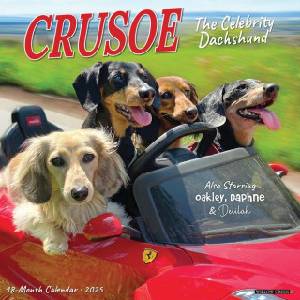Willow Creek Press Calendars Crusoe the Celebrity Dachshund 2026 12 X 12 Wall Calendar
