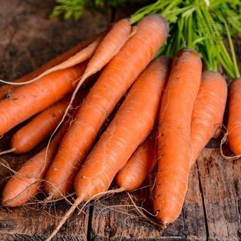 Семена от Моркови сорт "Мускаде" 5000 бр (±) / 5 гр (320900)