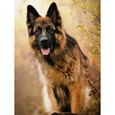 Norimpex - Puzzle Diamant painting: German Shepherd 30x40cm - 1 - 39 piese
