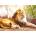 Nathan - Puzzle The King of the Savannah - 1 500 piese