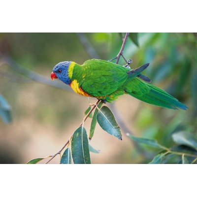 DIMEX ART Флизелинов фототапет синьоглав папагал 375 x 250 см